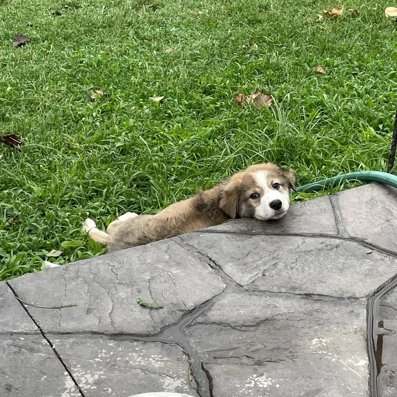 A baby medium-sized female Mixed Breed dog named Wanda for adoption in Hughesville, MD