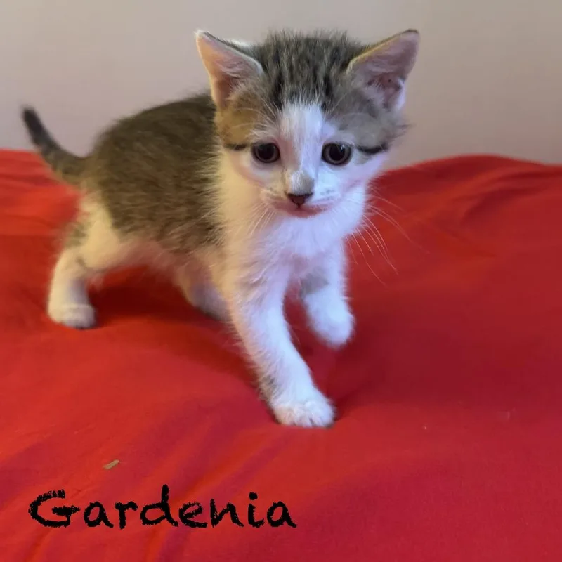 A baby small-sized female Brown / Chocolate Domestic Short Hair cat named Gardenia for adoption in Peachtree City, GA