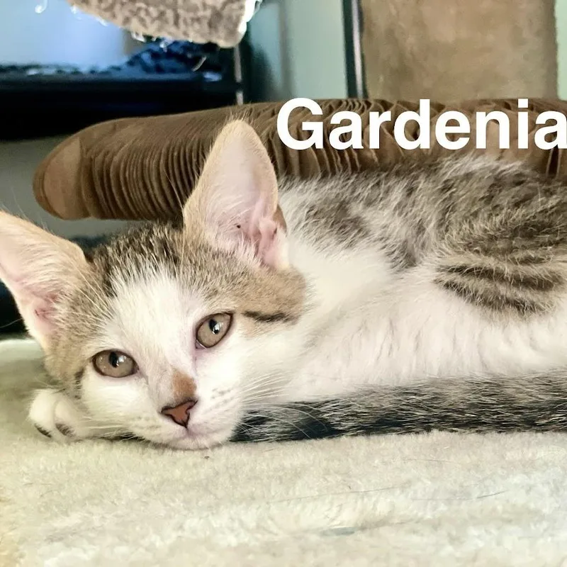 Gardenia thumbnail 2