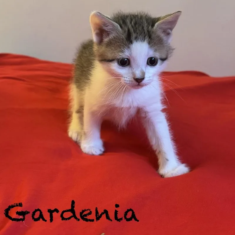 Gardenia thumbnail 3