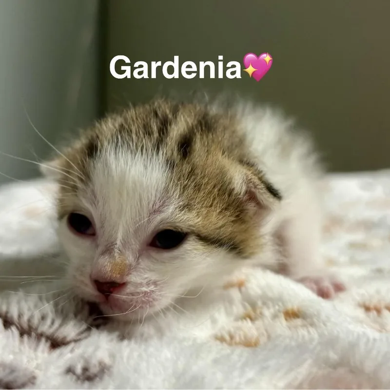Gardenia thumbnail 4