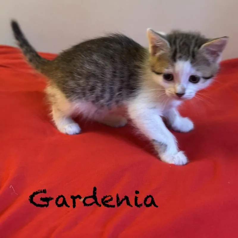 Gardenia thumbnail 5