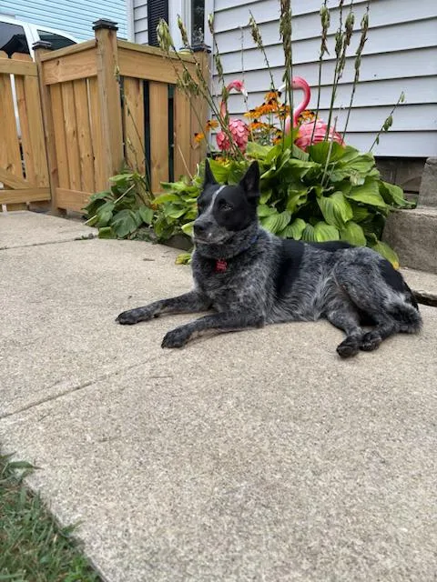 An adult medium-sized female Gray / Blue / Silver Australian Cattle Dog / Blue Heeler dog named Nikita for adoption in Clinton, UT