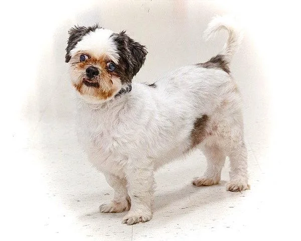 A senior medium-sized male Shih Tzu dog named Zenny for adoption in Utica, MI