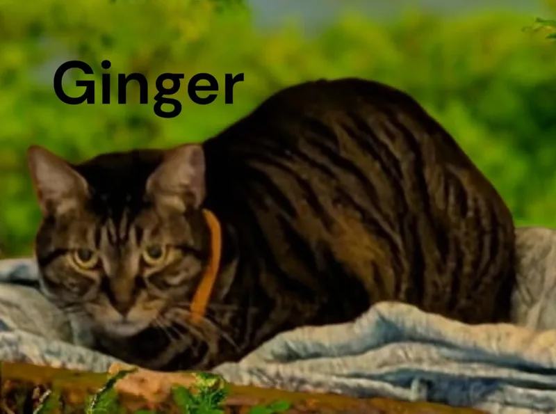Ginger