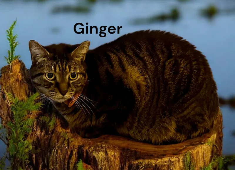 Ginger thumbnail 2