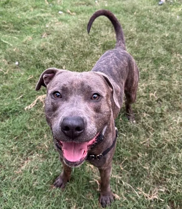 An adult large-sized male Mixed Breed dog named Moose for adoption in Austin, TX