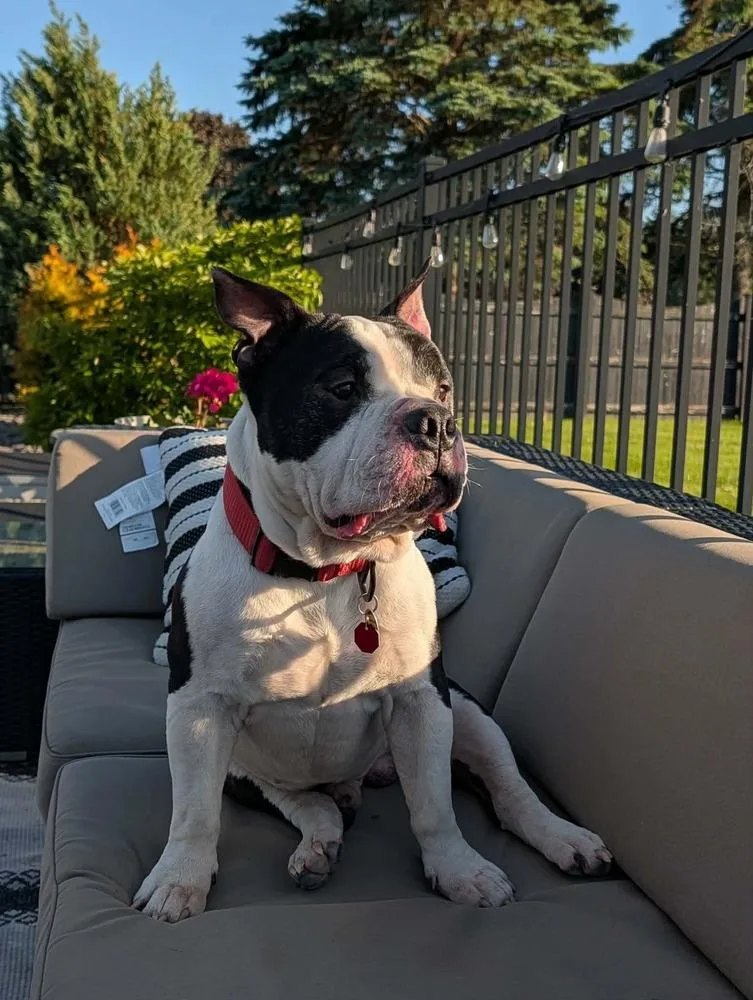 An adult medium-sized male Tricolor (Brown, Black, & White) American Bulldog dog named Rebel for adoption in Syracuse, NY
