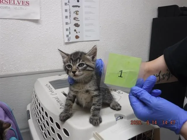 A baby small-sized male Domestic Short Hair cat named Lock for adoption in Oroville, CA