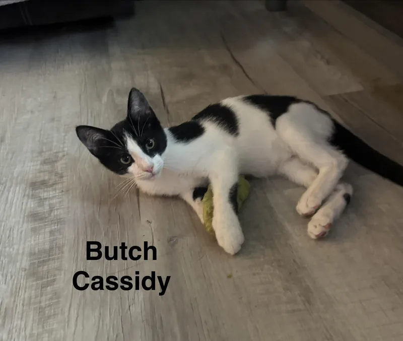 A baby medium-sized male Black & White / Tuxedo American Shorthair cat named Butch Cassidy for adoption in Massillon, OH