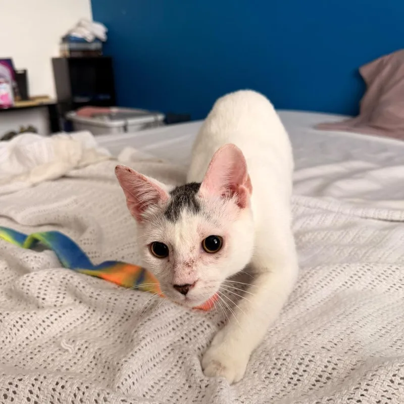 A young large-sized male Domestic Short Hair cat named Chance for adoption in West Palm Beach, FL
