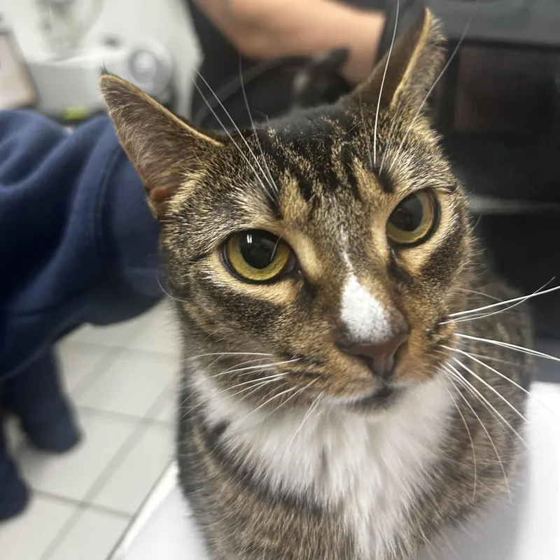 An adult small-sized female Brown / Chocolate Domestic Short Hair cat named Cristi for adoption in Newark, NJ