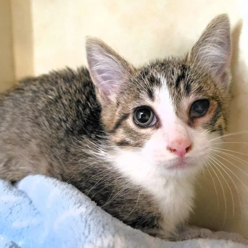 A baby small-sized female Brown / Chocolate Domestic Short Hair cat named Dot for adoption in Michigan City, IN