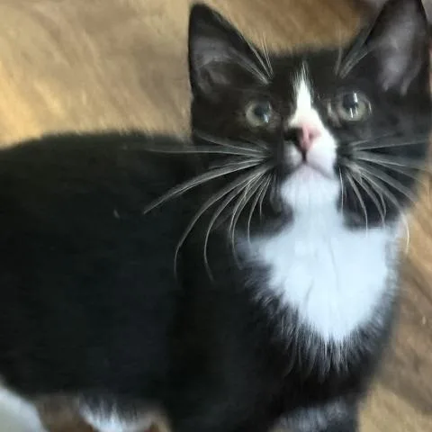 A baby large-sized male Black & White / Tuxedo Domestic Short Hair cat named Watchamacalit for adoption in Lemoyne, PA