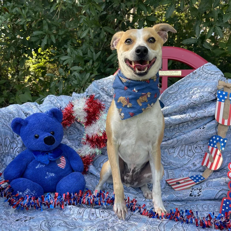 A young small-sized male Jack Russell Terrier dog named Manuel for adoption in Sebring, FL