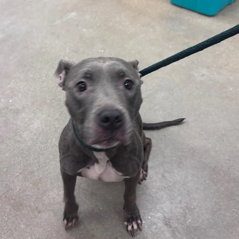 An adult large-sized female Pit Bull Terrier dog named YORKStray for adoption in York, PA
