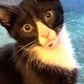 A young small-sized male Black & White / Tuxedo Domestic Short Hair cat named Dominic for adoption in Lebanon, PA