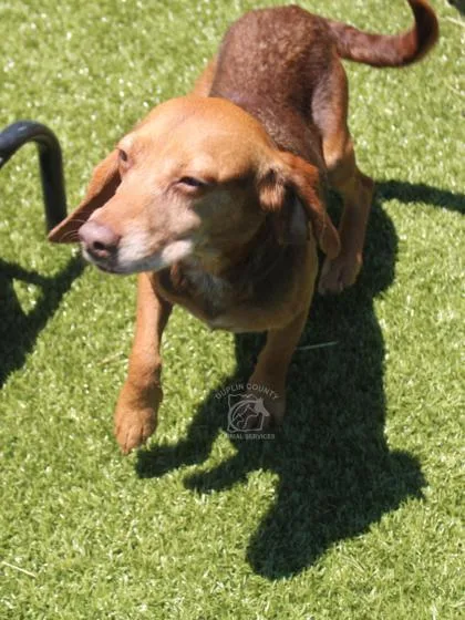 An adult small-sized female Beagle dog named Piper for adoption in Kenansville, NC
