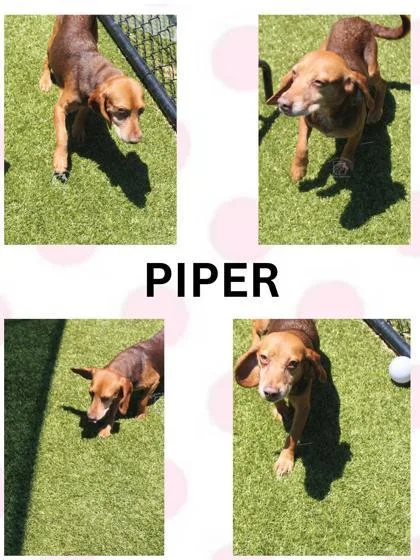 Piper thumbnail 3