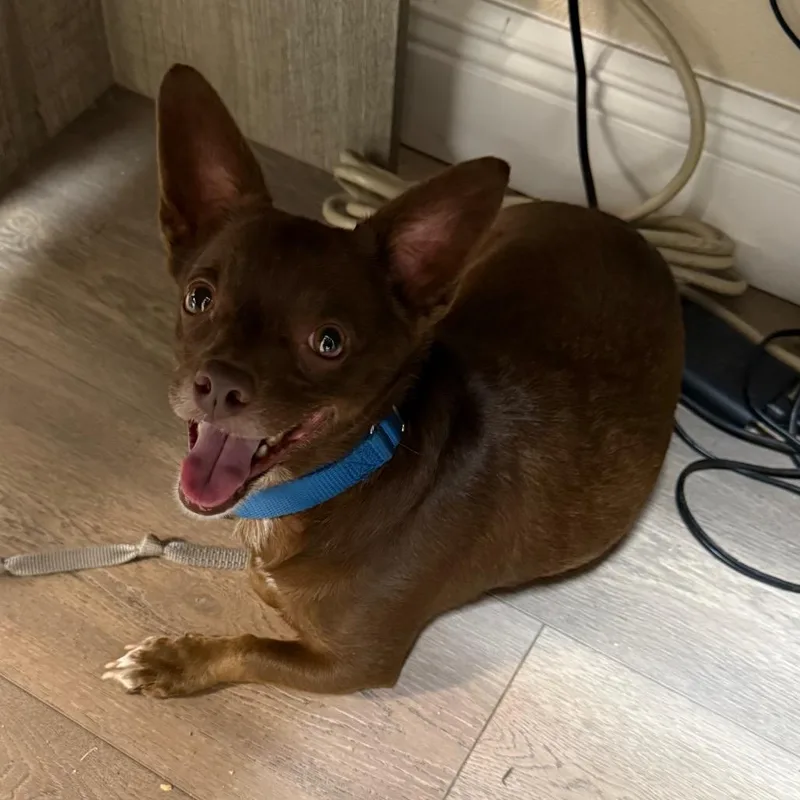 Chi Chi