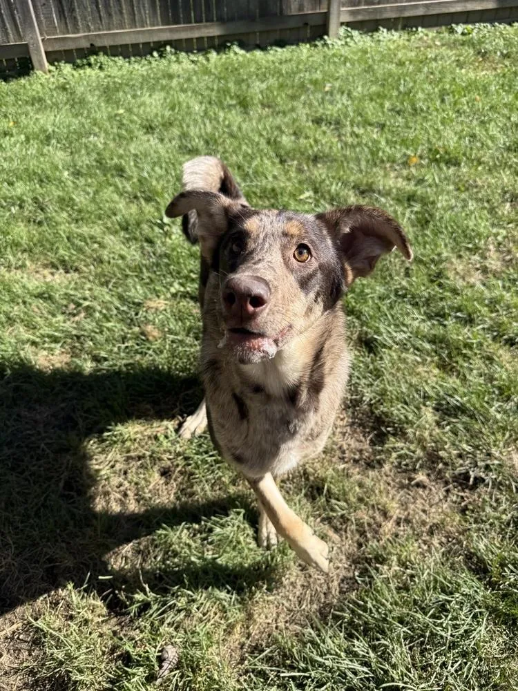 A young large-sized female Australian Shepherd dog named Cate Blanchett for adoption in Columbus, OH
