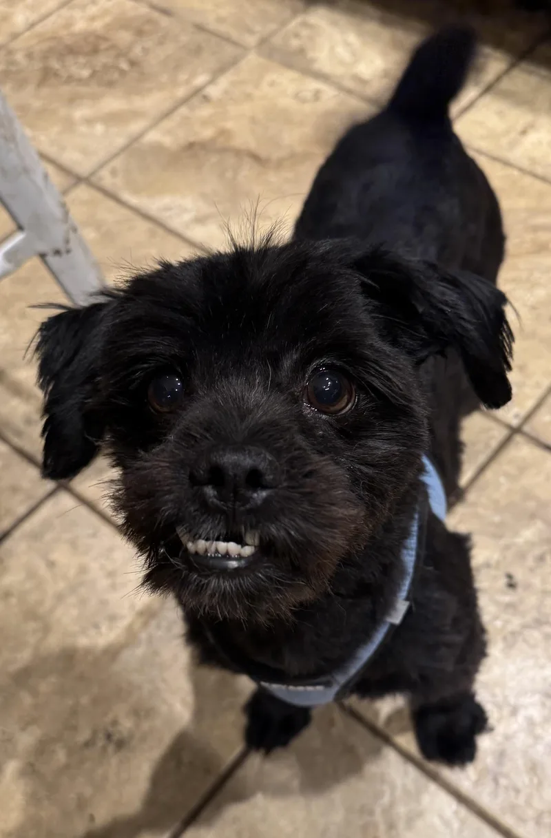 An adult small-sized male Yorkshire Terrier dog named Leo for adoption in Delmar, NY