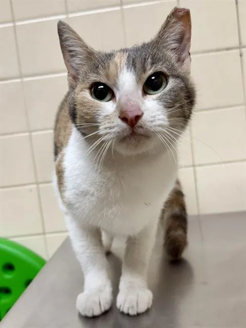 A young small-sized female Domestic Short Hair cat named Boomerang for adoption in San Antonio, TX