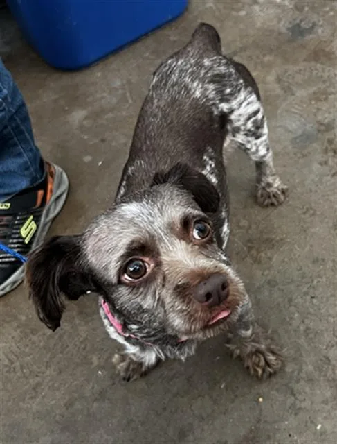 An adult small-sized female Mixed Breed dog named Lulu for adoption in Dallas, TX