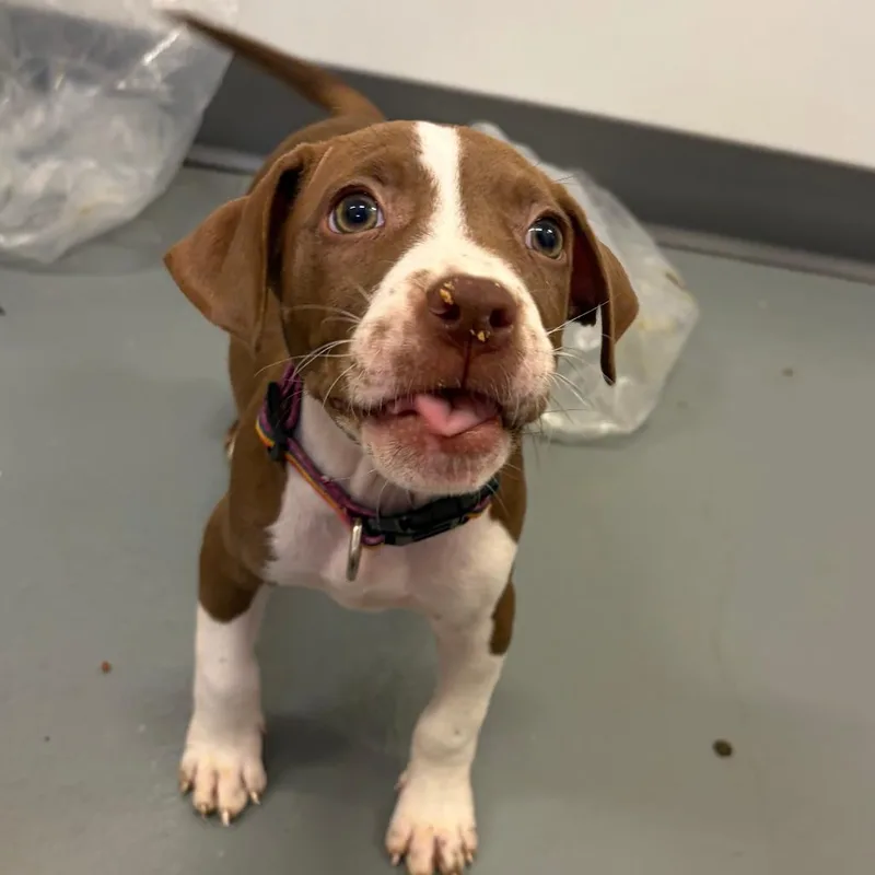 A baby small-sized female Brown / Chocolate Mixed Breed dog named Lima for adoption in Austin, TX