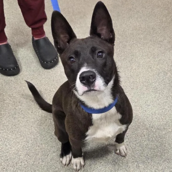 An adult large-sized male Black Mixed Breed dog named Titan for adoption in Jacksonville, FL