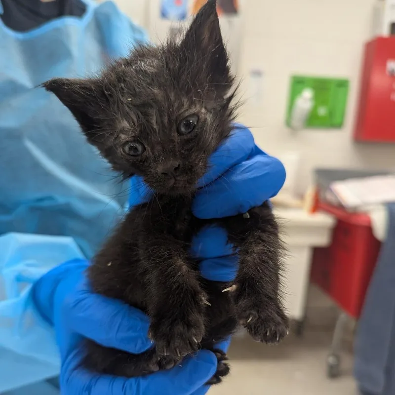 A baby small-sized female Black Domestic Short Hair cat named Banana for adoption in Indianapolis, IN