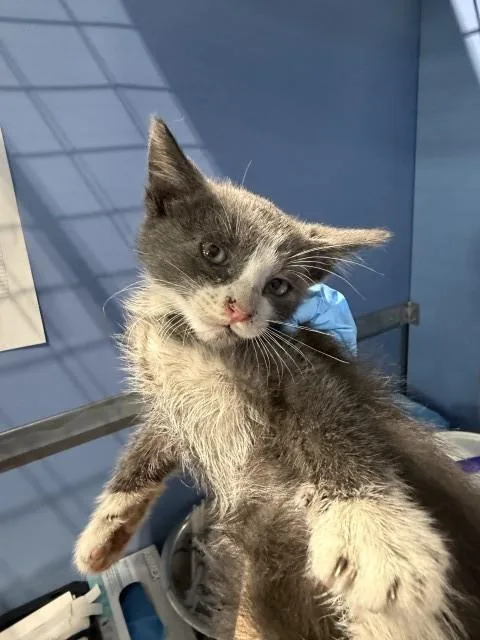 A baby small-sized male Domestic Short Hair cat named Charlie for adoption in San Bernardino, CA