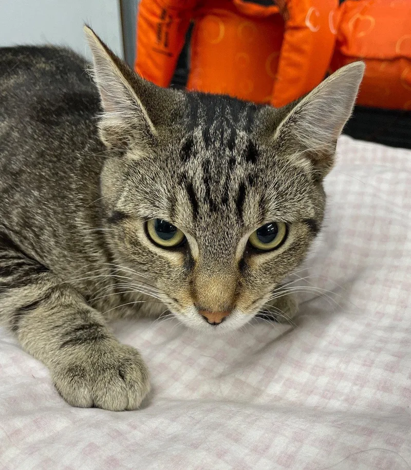 A baby medium-sized male Tabby cat named Wrench for adoption in Island Lake, IL