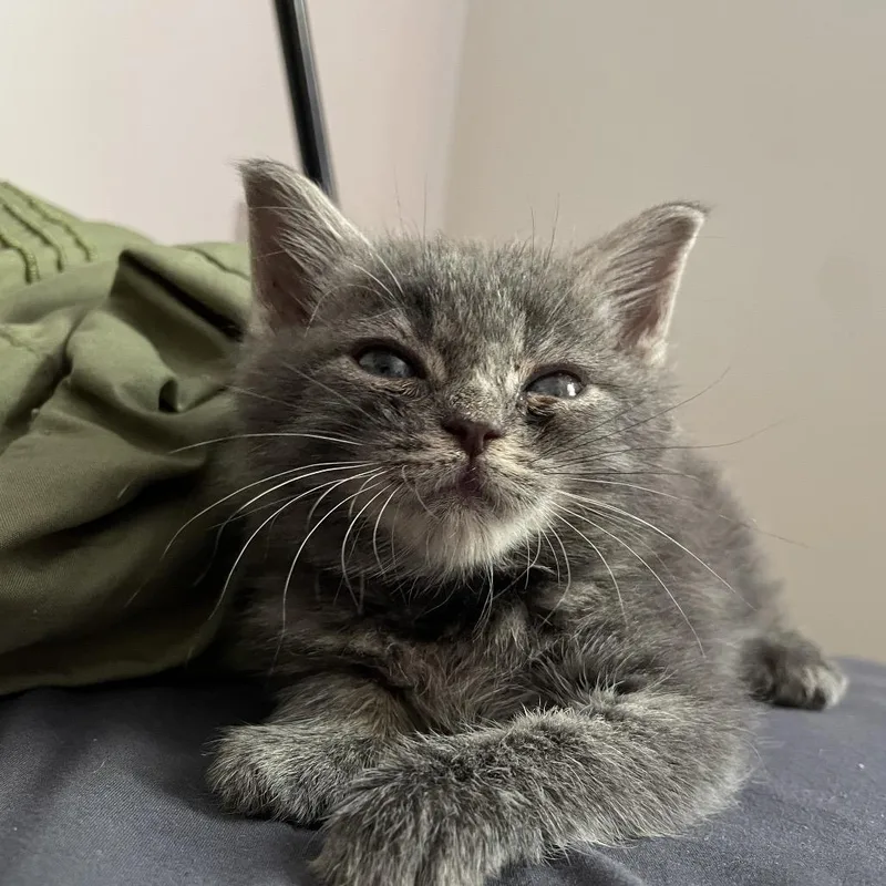 A baby small-sized female Gray / Blue / Silver Domestic Medium Hair cat named Tink for adoption in Birdsboro, PA