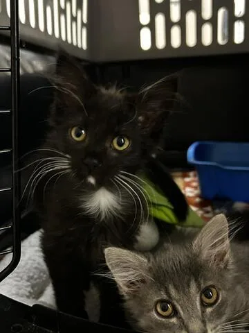 A baby medium-sized female Black & White / Tuxedo Domestic Medium Hair cat named Meeny for adoption in Chambersburg, PA