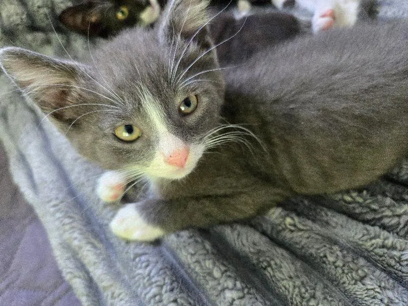 A young medium-sized male Gray / Blue / Silver Domestic Short Hair cat named Thorfinn for adoption in Adrian, MI