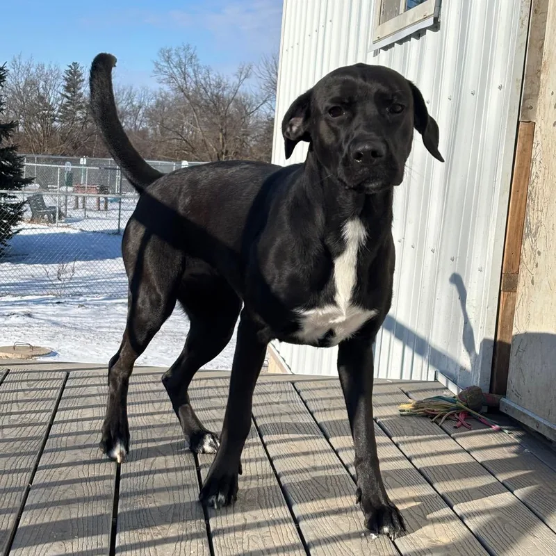 An adult medium-sized female Black Labrador Retriever dog named Pip for adoption in Marshalltown, IA