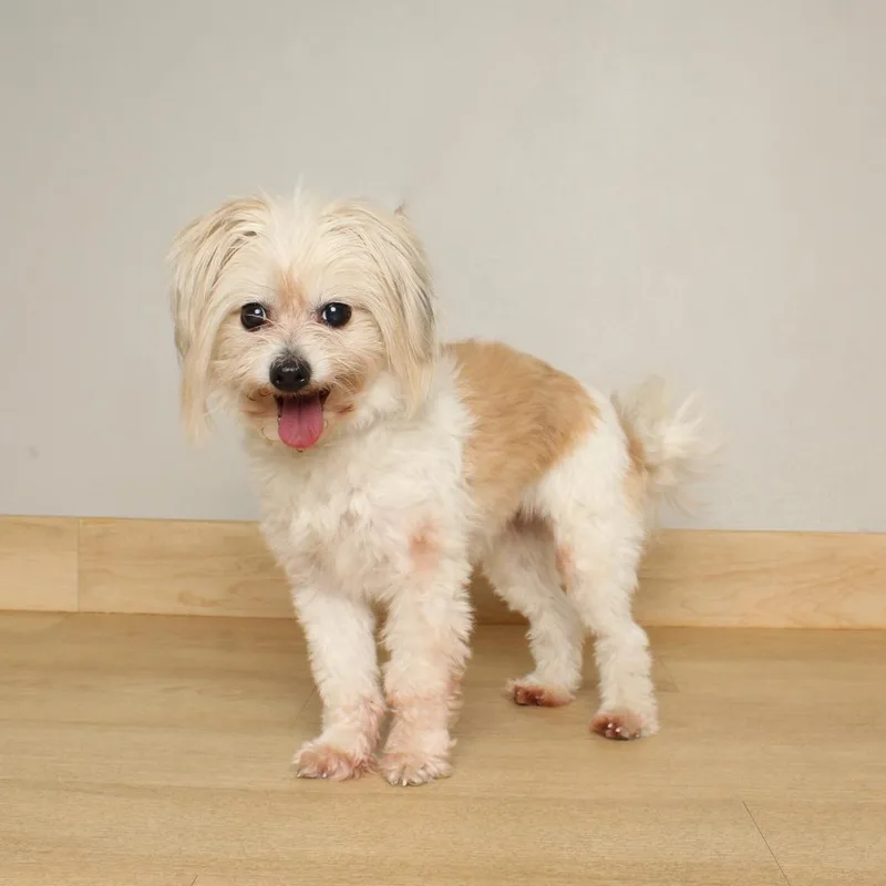 Lady Godiva D thumbnail 5