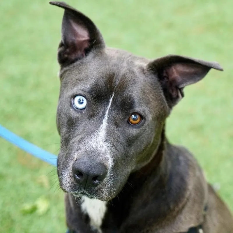 An adult large-sized female Black Mixed Breed dog named Stormy for adoption in Hampton Bays, NY