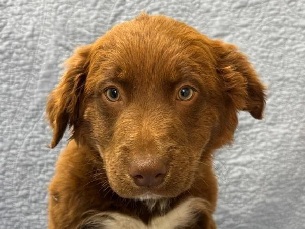A baby small-sized female Border Collie dog named Shire for adoption in Portland, OR