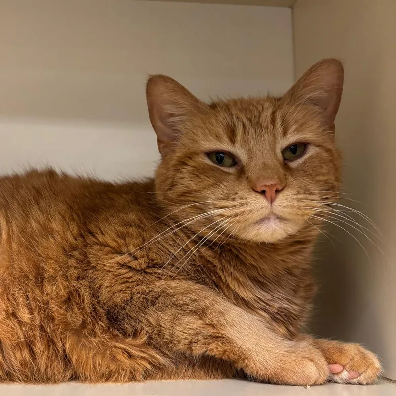 An adult large-sized female Orange / Red American Bobtail cat named Nala for adoption in Waynesboro, PA