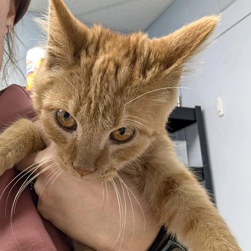 A baby small-sized male Domestic Short Hair cat named Fernando for adoption in Indianapolis, IN