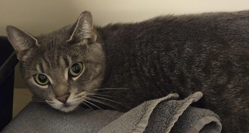 A young medium-sized female Domestic Short Hair cat named Jambalya for adoption in Windsor, CT
