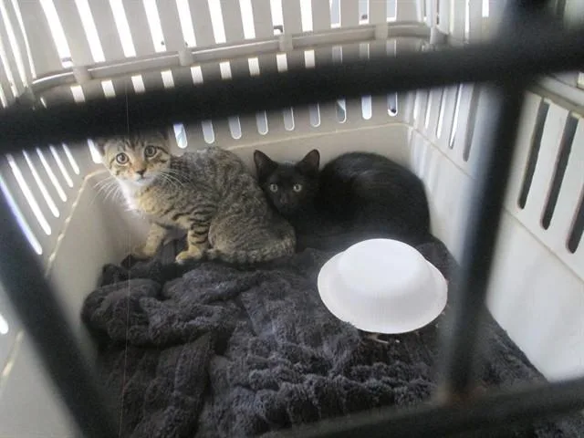 A baby small-sized male Domestic Short Hair cat named Raja for adoption in Ocala, FL