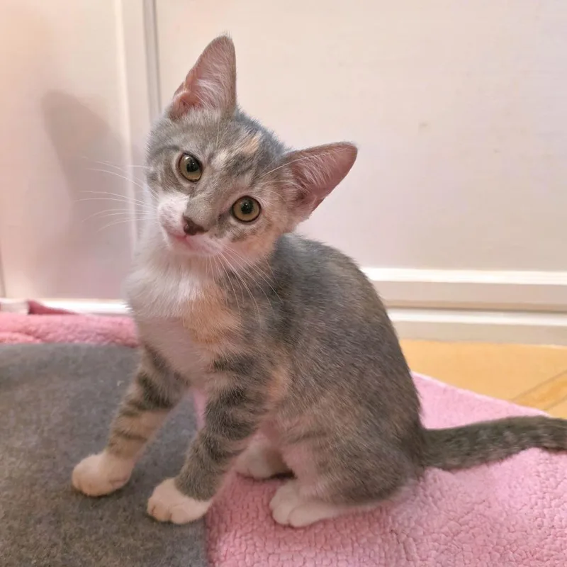 A baby small-sized female Orange / Red Domestic Short Hair cat named Mini for adoption in Carencro, LA