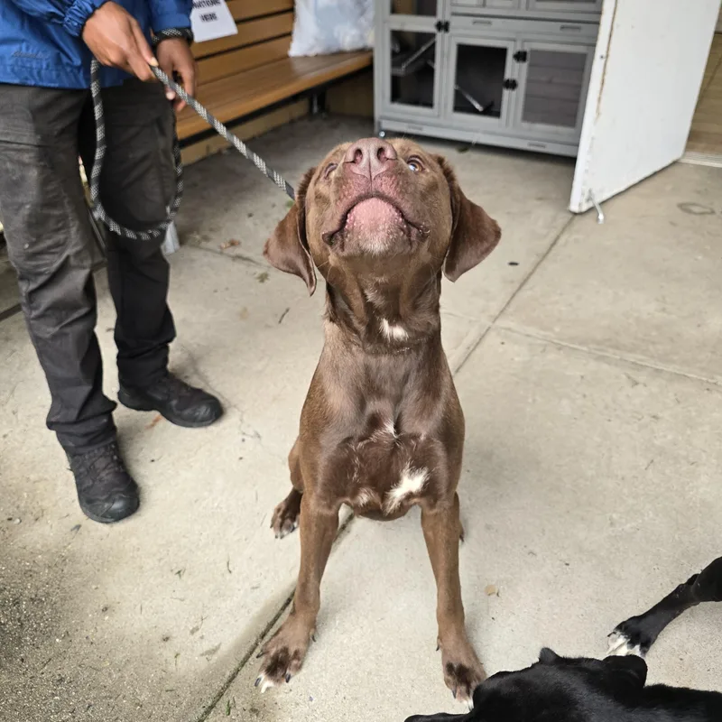 A young large-sized male Chocolate Labrador Retriever dog named Brady for adoption in Edison, NJ