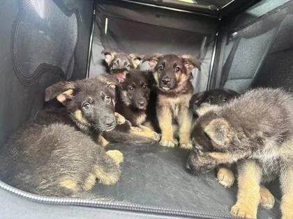 A baby small-sized female German Shepherd Dog dog named Sheep for adoption in Hobart, IN