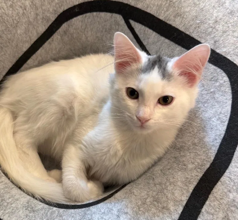 A baby small-sized male Domestic Medium Hair cat named Aang for adoption in Darien, GA