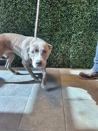 An adult large-sized female Gray / Blue / Silver Pit Bull Terrier dog named Blissy for adoption in El Paso, TX