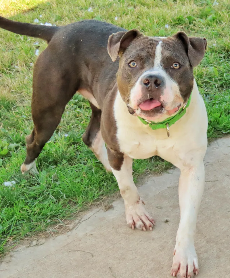 An adult large-sized male Gray / Blue / Silver Pit Bull Terrier dog named Edison for adoption in Amityville, NY